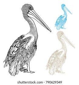 Pelican Detailed Hand-drawn Vector