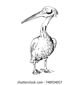 Pelican drawing sketch on white background. Amazing bird vector illustration. Isolated nature art. Engraving style picture.