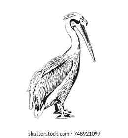 Pelican drawing vector illustration on white background. Amazing bird sketch. Isolated nature art. Engraving style picture.