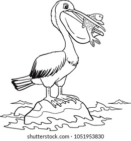 Pelican eating fish