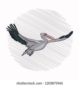 pelican flight. bird flies waving wings. on a white background