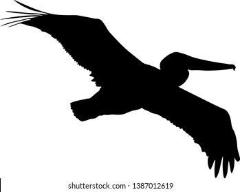 Pelican in flight silhouette in black isolated on white background 