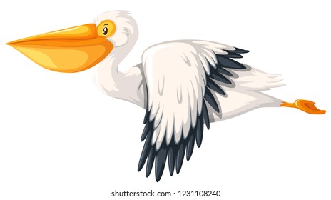 Pelican flying white background illustration