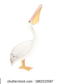 Pelican genus large water bird cartoon animal design big white bird with orange beak flat vector illustration isolated on white background