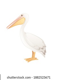 Pelican genus large water bird cartoon animal design big white bird with orange beak flat vector illustration isolated on white background