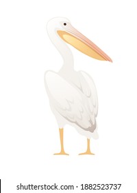 Pelican genus large water bird cartoon animal design big white bird with orange beak flat vector illustration isolated on white background