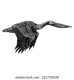 Pelican hand drawing. Vector illustration isolated on white background.