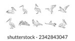 Pelican Hand Drawn Illustration Vector Set. Brown Pelican, Flying, Standing. Detailed Hand Drawing Pelican Bird Outline.