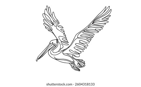 Pelican Hand Drawn Illustration Vector . Brown Pelican, Flying, Standing. Detailed Hand Drawing Pelican Bird Outline.