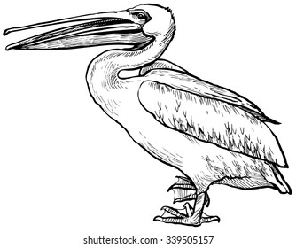 Pelican Bird Line Art Drawing Vector Stock Vector (Royalty Free) 1862952040