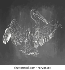 Pelican icon. Hand drawn vector illustration isolated on chalkboard background. White realistic sketch on blackboard and chalkboard imitation