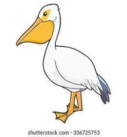 Pelican illustration in color
