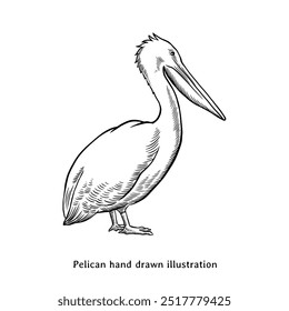 Ilustración del pelícano. Antiguas Pelican ilustración dibujada a mano