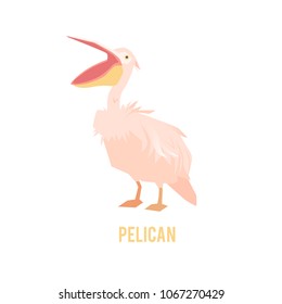 Pelican with large beak. Bird in a flat style isolated on white background.