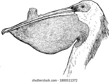 Pelican is a large water bird in the family Pelecanidae, with an oversized bill, and sinuous neck, vintage line drawing or engraving illustration.