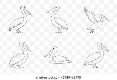 Pelican Line Art Vector Set Detailed Illustrations of Pelicans for Art and Design Projects