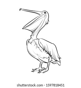Pelican. Line drawing. Vector illustration.