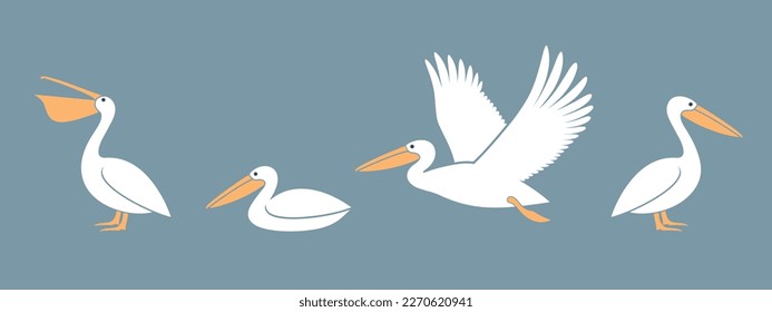 Pelican logo. Isolated pelican on white background