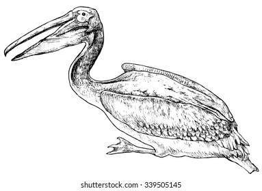Pelican on white