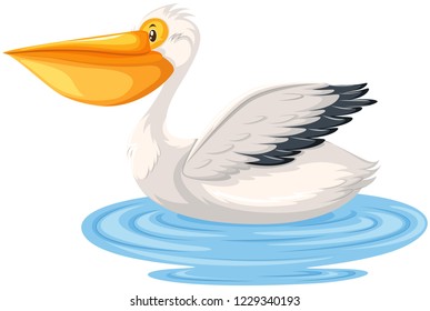 A pelican on white background illustration