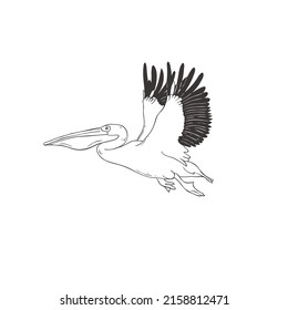 Pelican on white background. Vector Wild Bird. Safari.