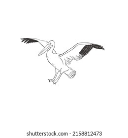 Pelican on white background. Vector Wild Bird. Safari.