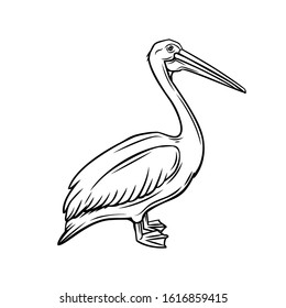 Pelican outline icon. Bird badge for zoo design. Vector illustration.