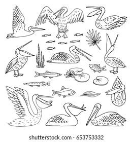 Pelican pattern, texture design vector illustration. Doodles. Drawing by hand