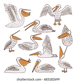 pelican pattern, texture design, vector illustration pelican seamless