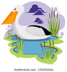 pelican in a pond illustration shutterstock
