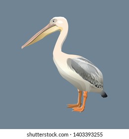 Pelican realistic drawing. Side view. Vector illustration isolated on gray background