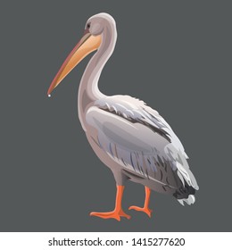 Pelican realistic drawing. Side view. Vector illustration isolated on gray background