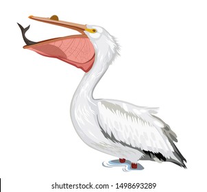 Pelican realistic illustration. Side view. Vector illustration isolated on white background