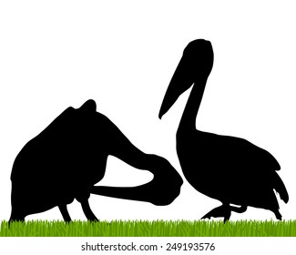 Pelican silhouette