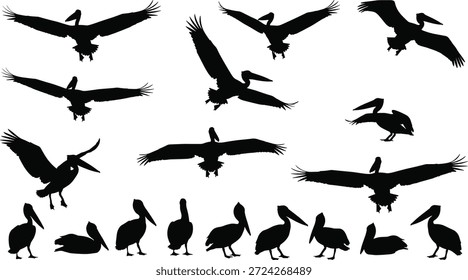 Pelikan Silhouette Vektorsatz, fliegende und ruhende Posen, große Vogelgrafik für Natur, Tierwelt, Küsten-, Bildungs-und Design-Inhalte