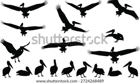 Pelican silhouette vector set, flying and resting poses, large bird illustration for nature, wildlife, coastal, educational, and design content