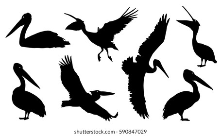 pelican silhouettes on the white background