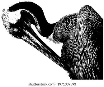 Pelican sketch profile in black on white background 