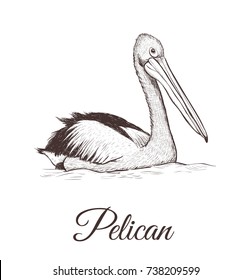 Pelican sketch vector illustration. A series of drawings of birds. Pelican hand drawing