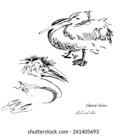  Pelican sketch.Vector illustration