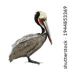 Pelican from a splash of watercolor, colored drawing, realistic. Vector illustration of paints