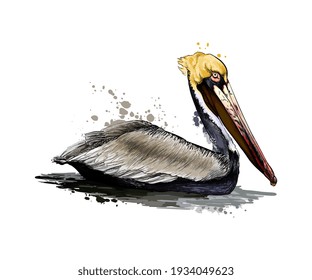 Pelican from a splash of watercolor, colored drawing, realistic. Vector illustration of paints