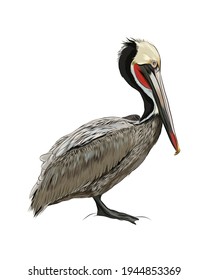 Pelican from a splash of watercolor, colored drawing, realistic. Vector illustration of paints