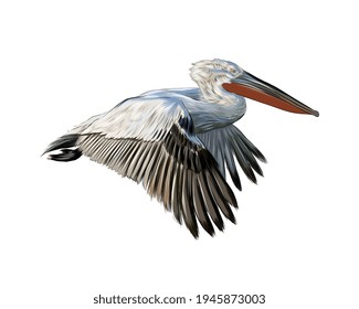 Pelican from a splash of watercolor, colored drawing, realistic. Vector illustration of paints