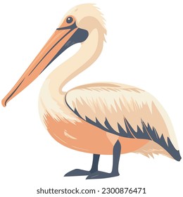 Pelican standing on claw beak open over white