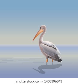 Pelican standing in the sea. Vector realistic image