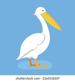 Pelican stands on its paws and looks ahead