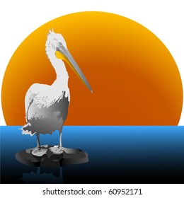Pelican at sunset. Vector.