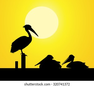 Pelican & Sunshine