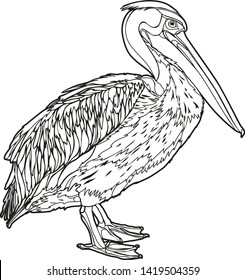 Pelican. Tropic bird. Vector illustration, EPS 10